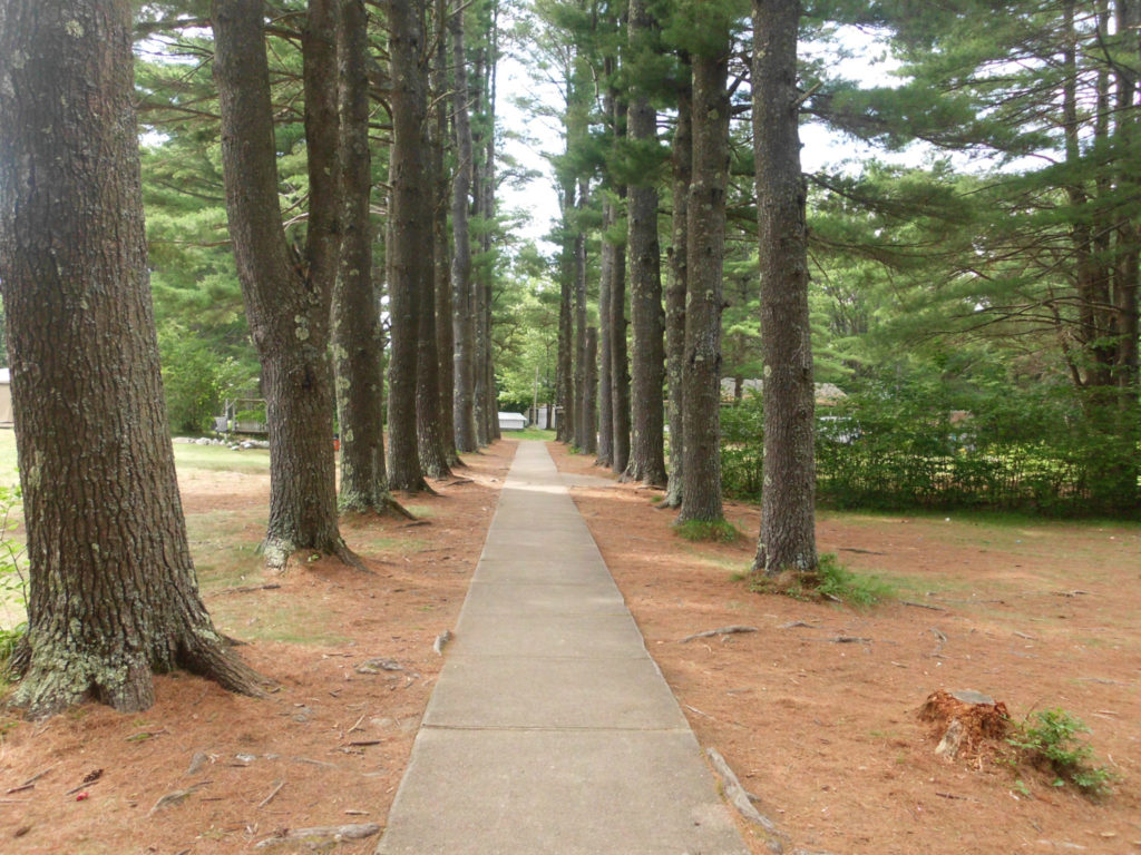 Camp Birch Hill Tree Line Path